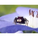 OM System Tough TG-7 Negro - Image 4