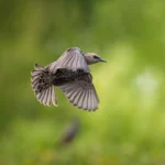 Sony Alpha 7R V Body - Image 4